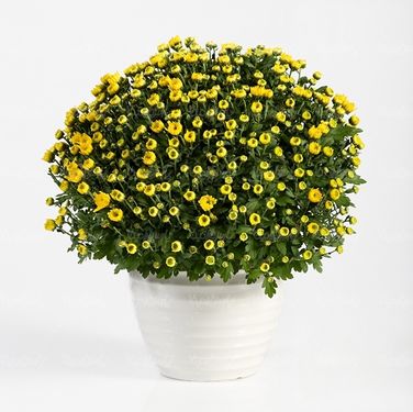 دسته گل گلفروشی گل طبیعی سبد گل