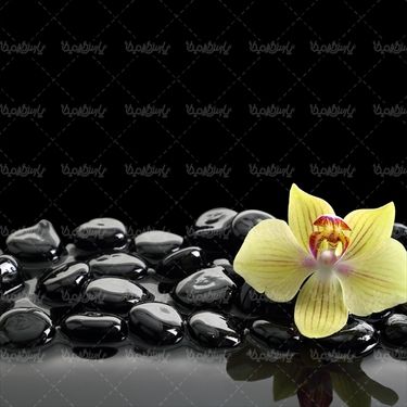 دسته گل گلفروشی گل طبیعی شاخه گل