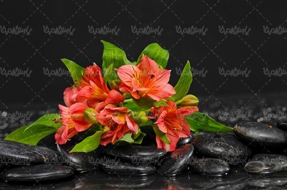 دسته گل گلفروشی گل طبیعی شاخه گل