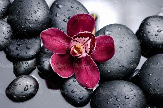دسته گل گلفروشی گل طبیعی شاخه گل