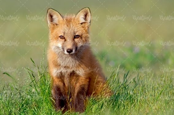 fox روباه باغ وحش حیات وحش