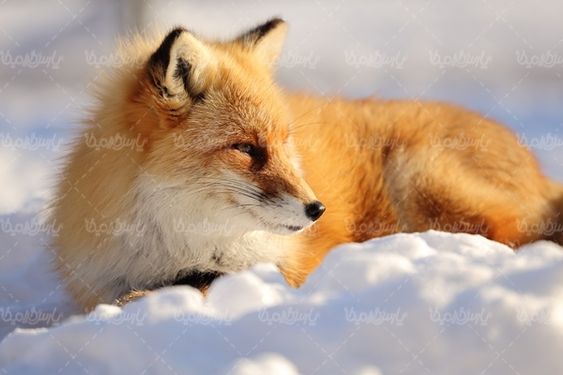 fox روباه باغ وحش حیات وحش