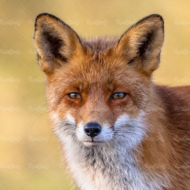 fox روباه باغ وحش حیات وحش
