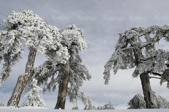 برف زمستان فصل زمستان اسکی