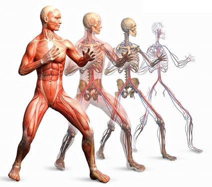 آناتومی پزشکی رگ های بدن انسان
