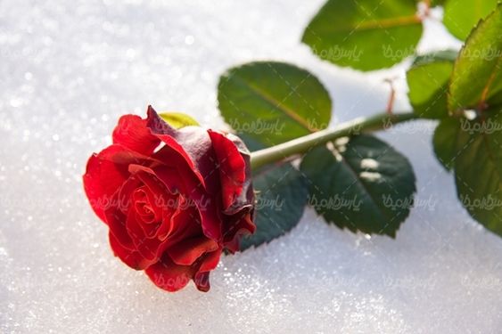 گل رز قرمز