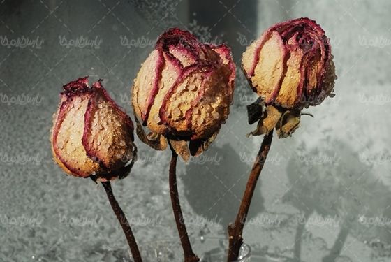 گل رز قرمز