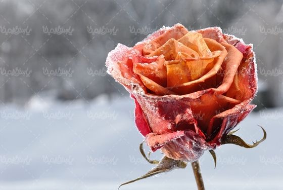 گل رز قرمز