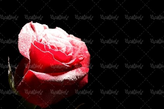 گل رز شاخه گل رز قرمز