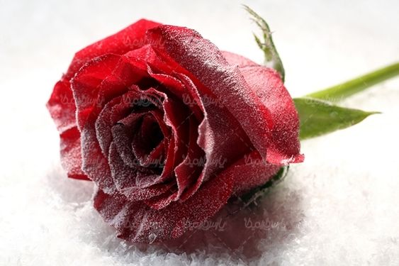 گل رز شاخه گل رز قرمز
