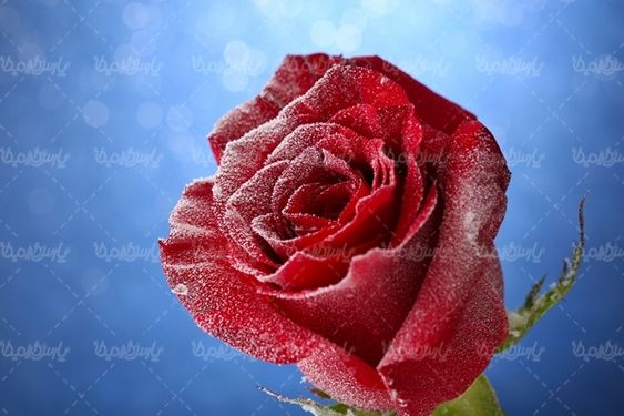 گل رز شاخه گل رز قرمز