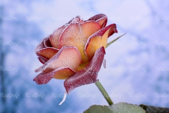 گل رز شاخه گل رز قرمز