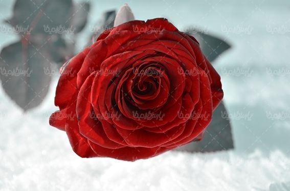 گل رز شاخه گل رز قرمز