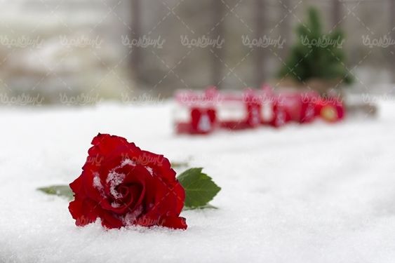 گل رز شاخه گل رز قرمز