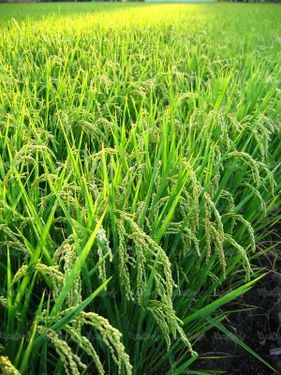 دانه های برج مواد غذایی