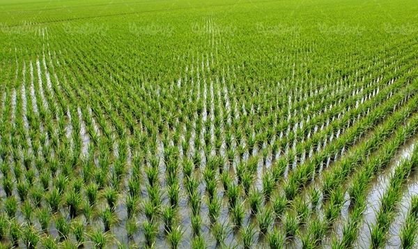 دانه های برج مواد غذایی