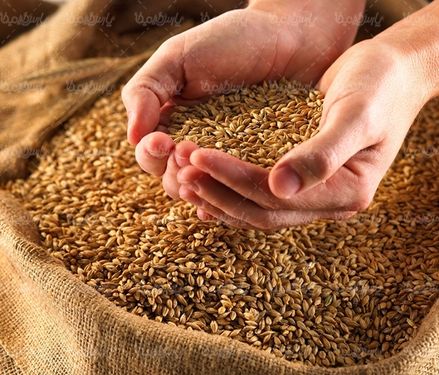 دانه های برج مواد غذایی