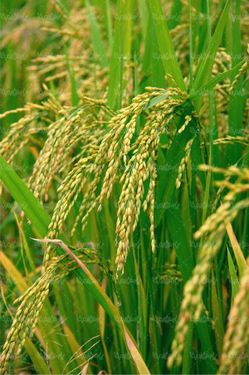 دانه های برج مواد غذایی