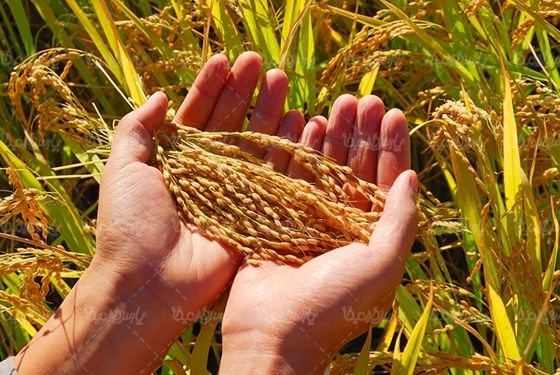 دانه های برج مواد غذایی