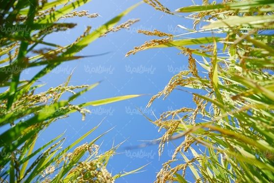 دانه های برج مواد غذایی