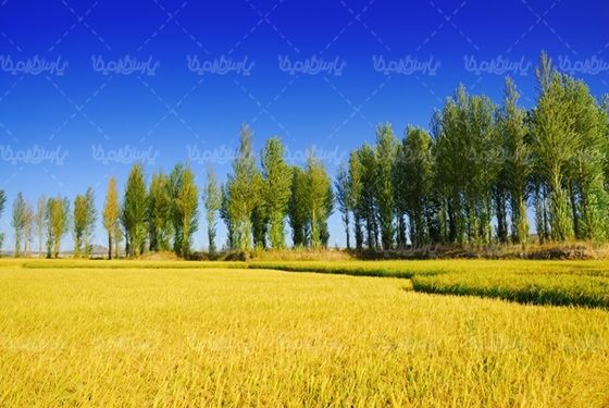 دانه های برج مواد غذایی