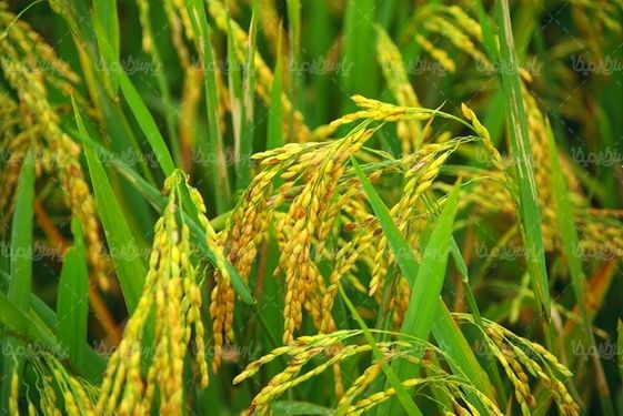 دانه های برج مواد غذایی