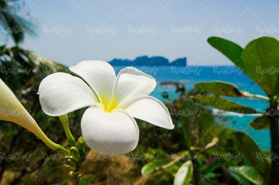 ساحل دریا گل طبیعی