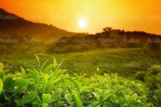 مزرعه چای