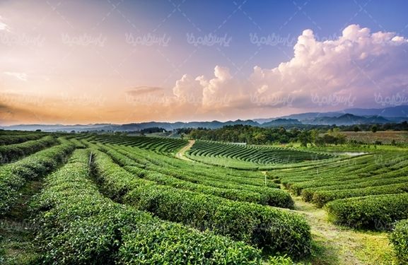 کشاورزی مزرعه چای