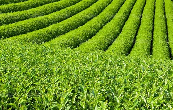 کشاورزی مزرعه چای