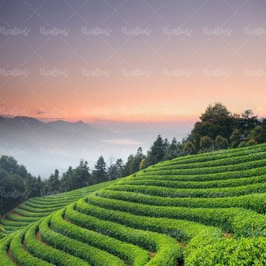 کشاورزی مزرعه چای