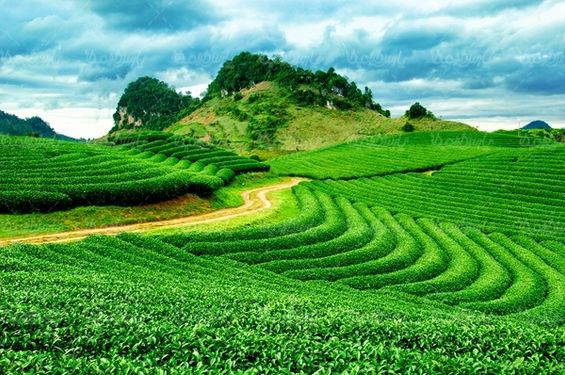 کشاورزی مزرعه چای