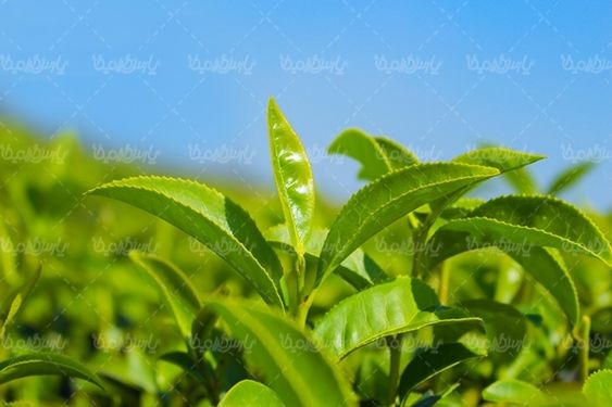 کشاورزی مزرعه چای