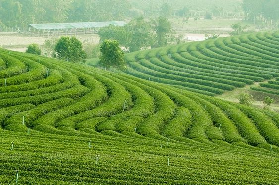 کشاورزی مزرعه چای