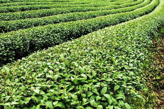 کشاورزی مزرعه چای