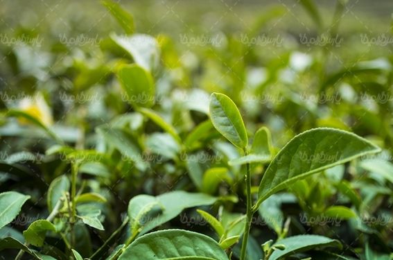 کشاورزی مزرعه چای