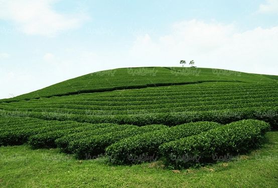 کشاورزی مزرعه چای