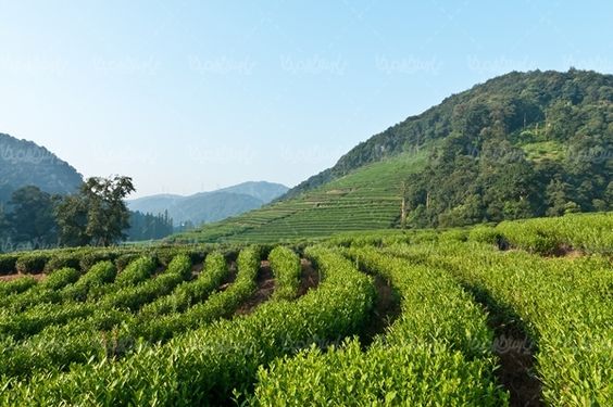کشاورزی مزرعه چای