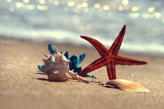 ستاره دریایی ساحل دریا