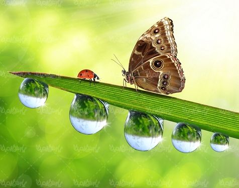 پروانه حشرات پروانه های زیبا پروانه رنگی
