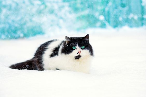 cat