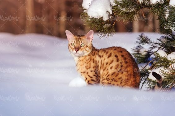 cat