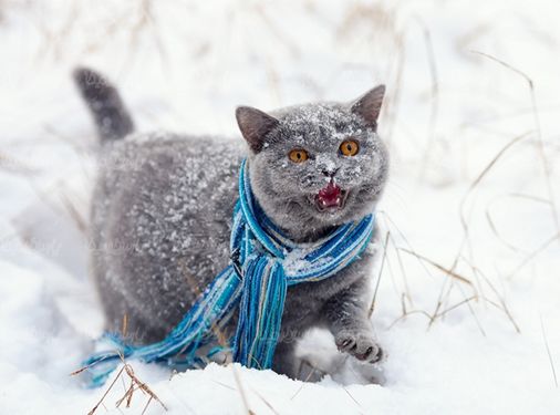 cat