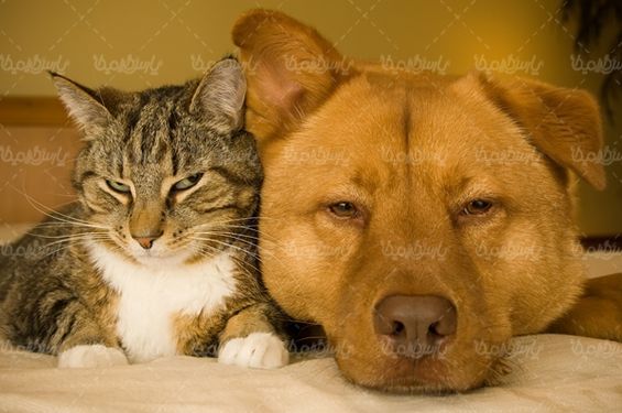 cat سگ