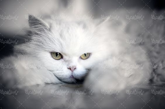 cat سگ