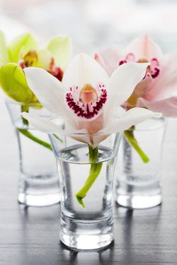 شاخه گل