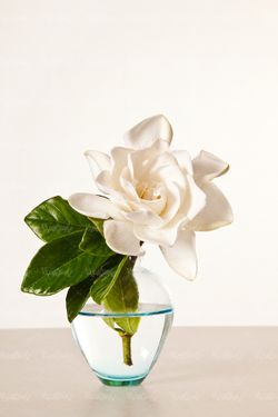 شاخه گل