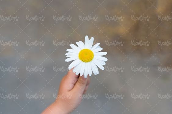 شاخه گل