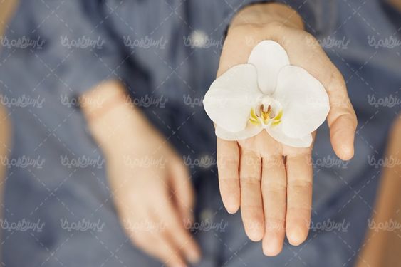 شاخه گل