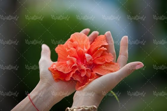 شاخه گل